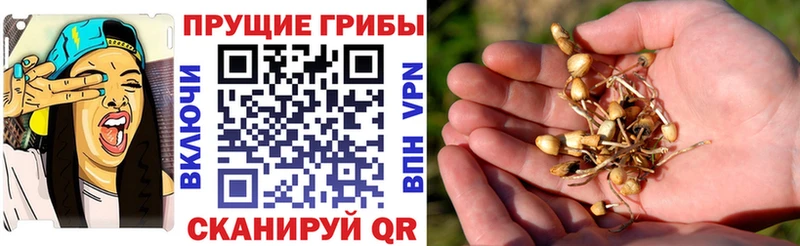 Псилоцибиновые грибы MAGIC MUSHROOMS  Мурманск 